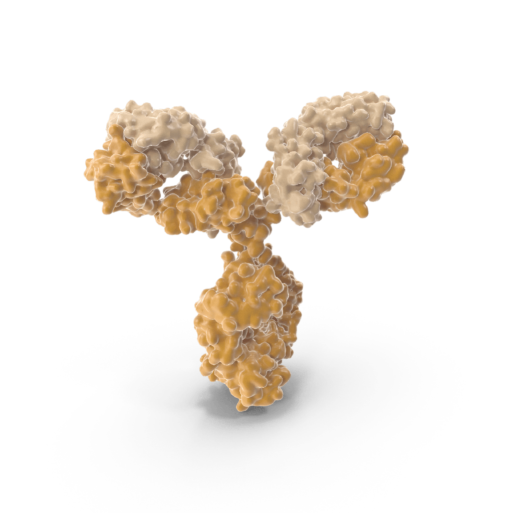 Goat antisize:mNeptune Polyclonal IgG Antibody size: 300  µg